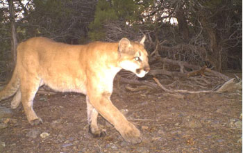 Photo of a mountain lion taken by a motion-activated camera.