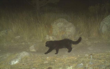 Photo of a domestic cat taken by a motion-activated camera.