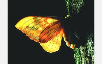 A wild adult female moth species <em>Citheronia lobesis</em> (Saturniidae)