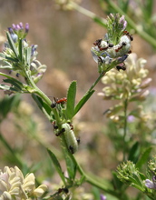 Melissa blue caterpillars in Idaho feed on alfalfa while being tended by beneficial ants.