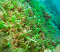 Tropical algae