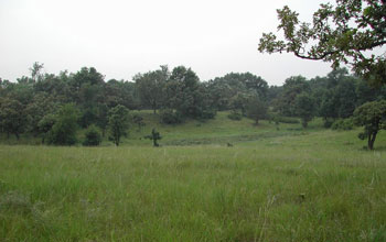 Oak savanna--interspersed oaks and grasses--in summer at the Cedar Creek site.