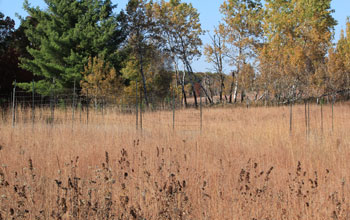 Experimental plots where prairie meets forest at Cedar Creek.