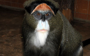 DeBrazza's monkey (<em>Ceropithecus neglectus</em>)