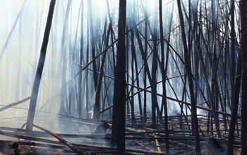 Charred boreal forest after a fire
