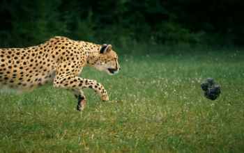 cheetah running