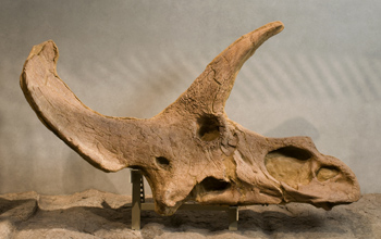 A skull of Triceratops collected in a Denver suburb in 2004.