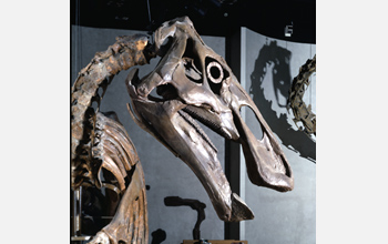 <i>Edmontosaurus</i>, a duck-billed dinosaur, from Dawson County Montana.