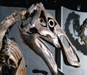 <i>Edmontosaurus</i>, a duck-billed dinosaur, from Dawson County Montana.