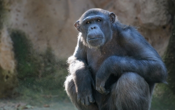 still of chimpanzee sitting