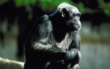 Photo of a chimpanzee.