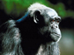 Photo of a chimpanzee.