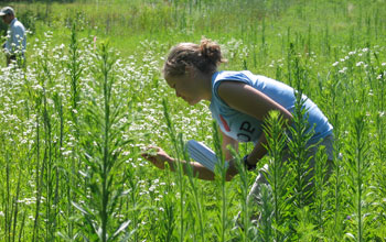 Photo of a student observing patterns of flowering and pollinators.