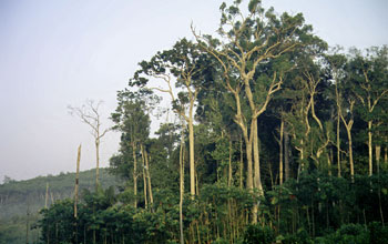 Fragment of mature Amazon forest within an agricultural area near Manaus, Brazil.
