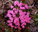 Photo of a moss campion in flower.