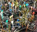 Photo of individual alpine bistort plants marked by multi-colored toothpicks.