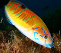 a tropical fish feeding on algae.