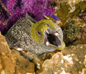 a moray eel in a coral reef.