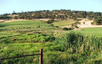 Photo of a wetland in an agricultural area in the Sierra Foothills of California.