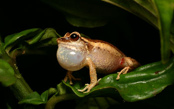 Photo of a tropical common coqui frog singing.