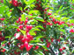 Photo of a fruiting sour cherry trees.