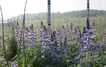 Photo of a wild lupine at NSF's Cedar Creek Long-Term Ecological Research site in Minnesota.