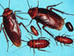 Photo showing cockroaches.