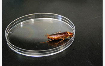 The American cockroach may point the way to a new understanding of uric acid metabolism.