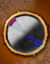 differently shaped particles and how they affect the coffee ring effect.