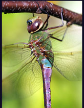 Female Green Darner Dragonfly <em>Anax junius</em>