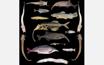 Photo of species-rich assemblage of fishes in the lower Congo River.