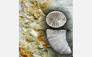 corals and other fossils.