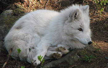 Photo of an arctic fox.