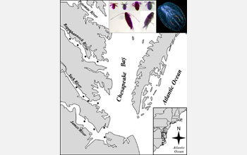 Map of the Chesapeake Bay showing sampling sites with images of stained copepods and ctenophores.
