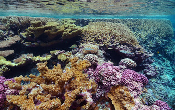 Coral reefs