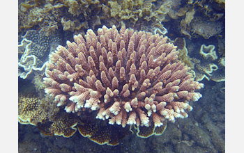 Photo of Acropora millepora on the reef off Magnetic Island, Australia.