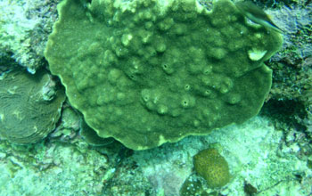 Eroded coral growing in more acidic conditions