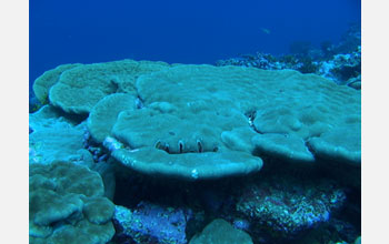 Photo of coral from Kingman atol (Northern Line Islands).