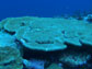 Photo of coral from Kingman atol (Northern Line Islands).