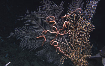 Photo of a sea fan with anemone and brittle starfish clinging to its branches.