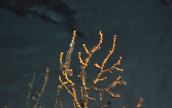 Photo of the upper portion of a yellow deep-sea octocoral with branches covered with brown material.