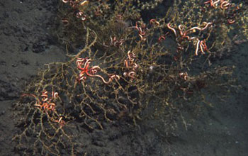 Photo of deep-sea coral colonies with dark wilted branches.