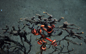 Photo of a dead deep-sea coral with orange branch tips and brittle starfish.