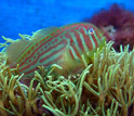 Photo of a goby fish on a coral reef in Fiji.