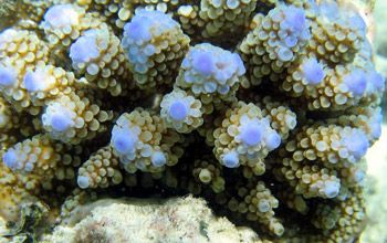 Close-up photo of Acropora coral.