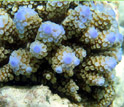 Close-up photo of Acropora coral.
