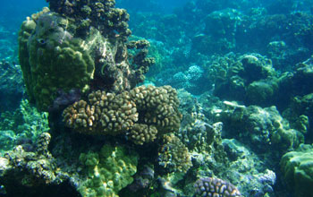 Photo of an outcrop of Porites coral on a reef.