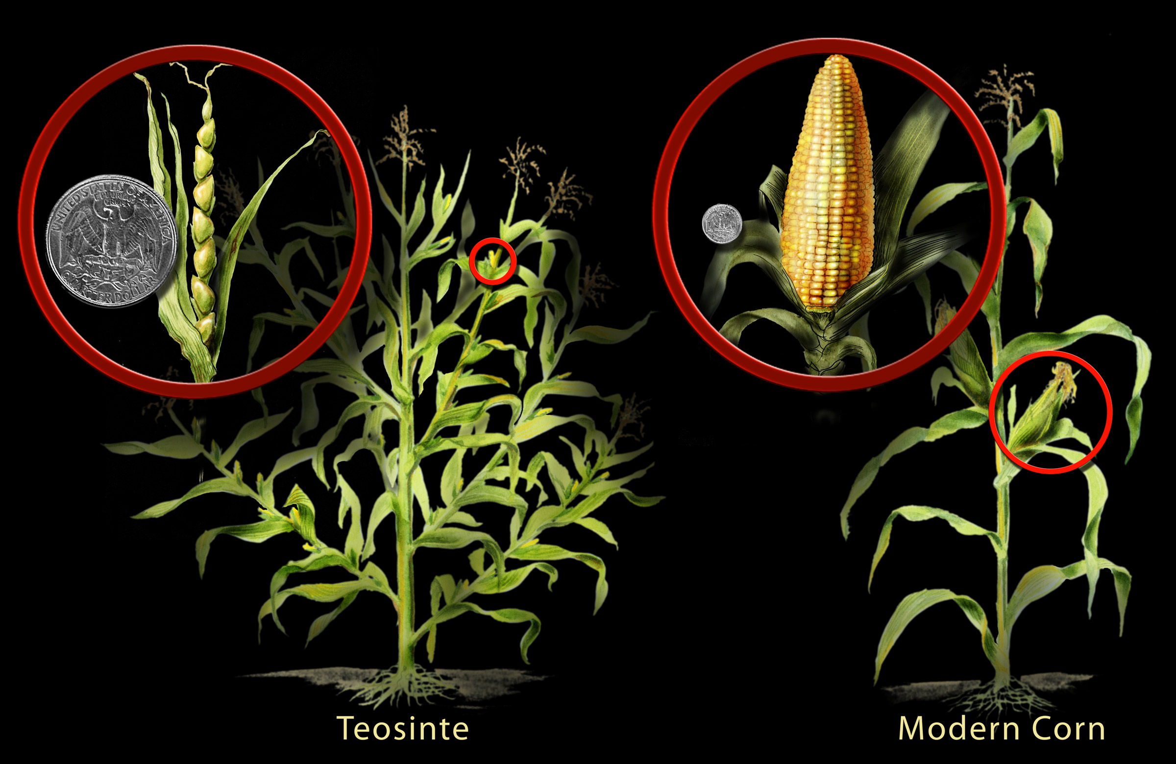 corn-and-teosinte_h1.jpg