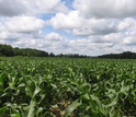 A Michigan corn field east of the Kellogg Biological Station LTER site.