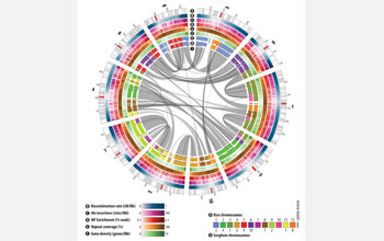 Sequence of maize genome.